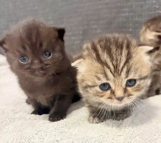 Purebred Scottish Fold Kittens - Photo 10