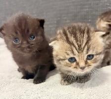 Purebred Scottish Fold Kittens - Photo 10
