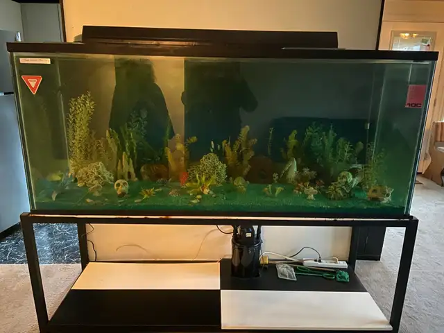 MASSIVE 225 GALLON AQUARIUM SETUP – COMPLETE SHOWPIECE TANK