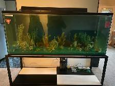 MASSIVE 225 GALLON AQUARIUM SETUP – COMPLETE SHOWPIECE TANK