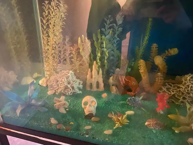 MASSIVE 225 GALLON AQUARIUM SETUP – COMPLETE SHOWPIECE TANK - Photo 3