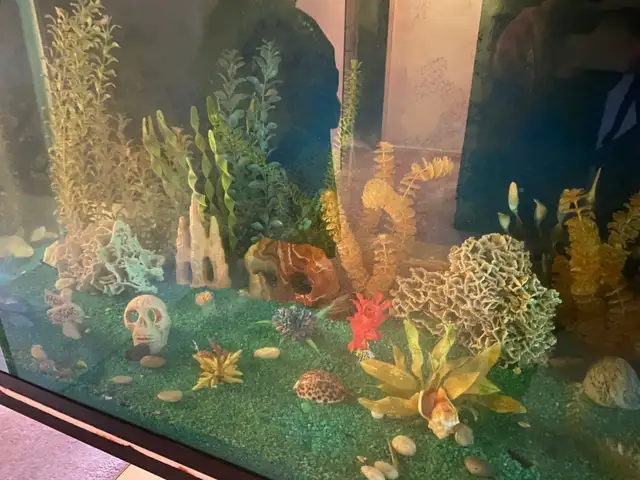 MASSIVE 225 GALLON AQUARIUM SETUP – COMPLETE SHOWPIECE TANK - Photo 4