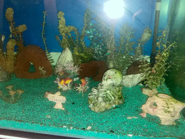 MASSIVE 225 GALLON AQUARIUM SETUP – COMPLETE SHOWPIECE TANK - Photo 5