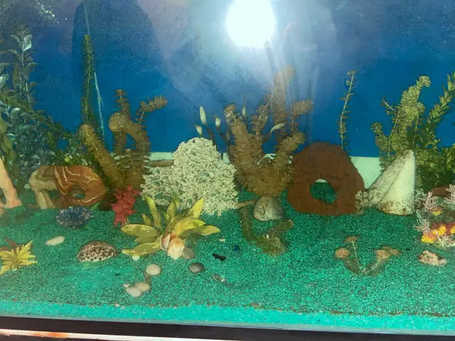 MASSIVE 225 GALLON AQUARIUM SETUP – COMPLETE SHOWPIECE TANK - Photo 6
