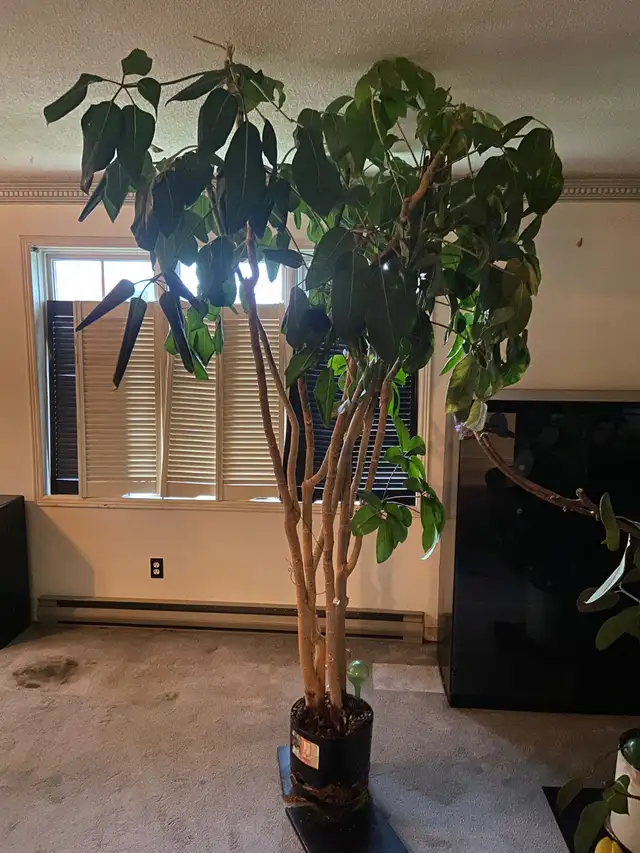 HUGE 8 FOOT SCHEFFLERA UMBRELLA TREE – MATURE INDOOR STATEMENT
