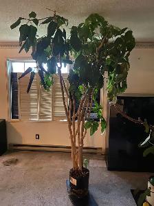 HUGE 8 FOOT SCHEFFLERA UMBRELLA TREE – MATURE INDOOR STATEMENT
