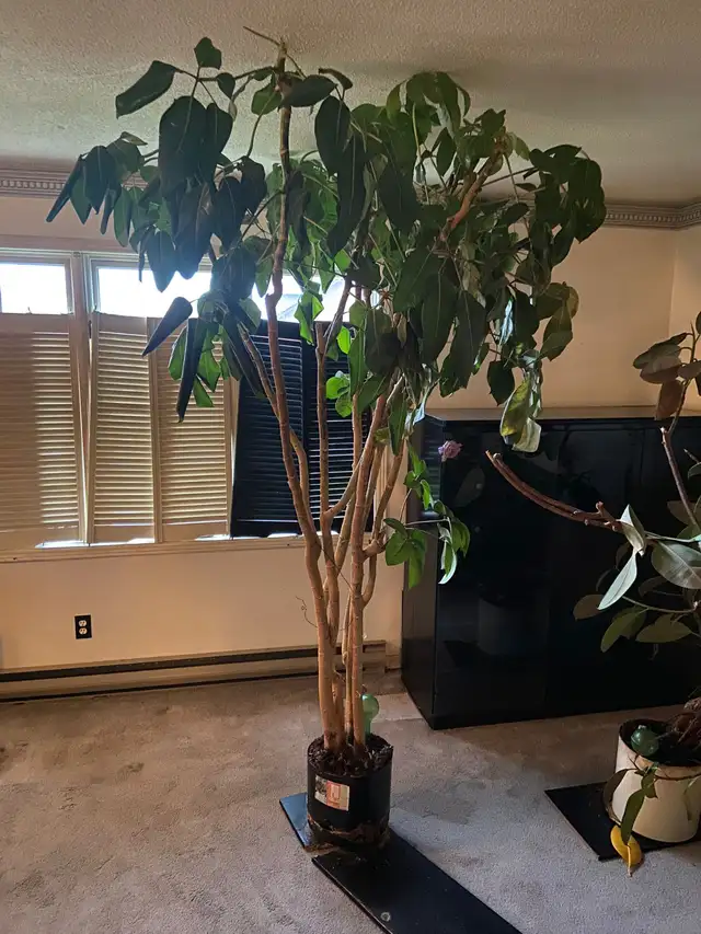 HUGE 8 FOOT SCHEFFLERA UMBRELLA TREE – MATURE INDOOR STATEMENT - Photo 2