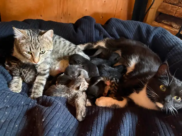 $10 Cat & kittens to Rehome