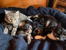 $10 Cat & kittens to Rehome