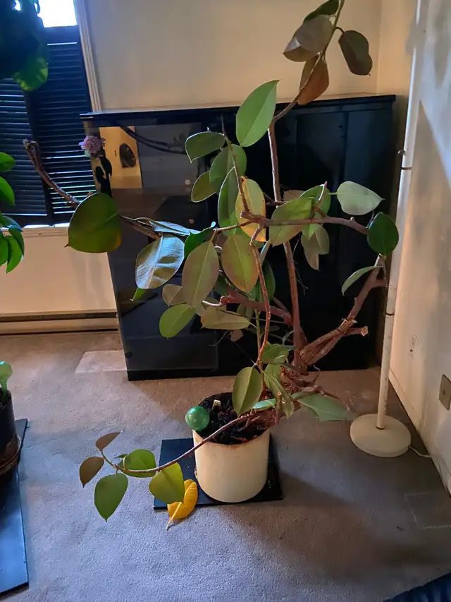 LARGE RUBBER PLANT IN CREAM POT – BEAUTIFUL INDOOR STATEMENT