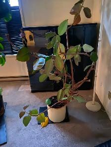 LARGE RUBBER PLANT IN CREAM POT – BEAUTIFUL INDOOR STATEMENT
