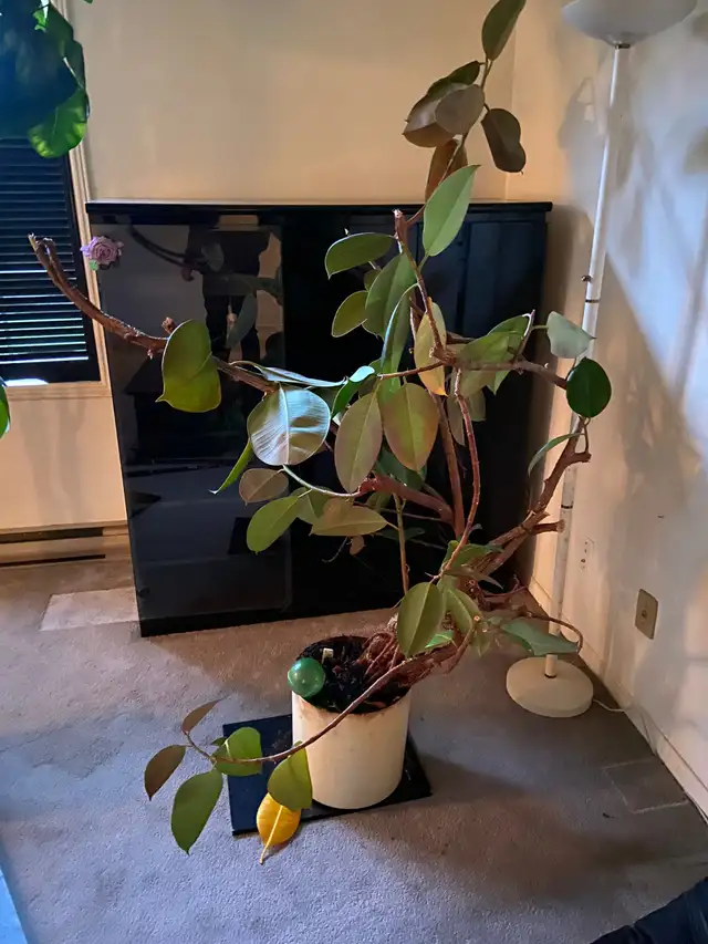 LARGE RUBBER PLANT IN CREAM POT – BEAUTIFUL INDOOR STATEMENT - Photo 2