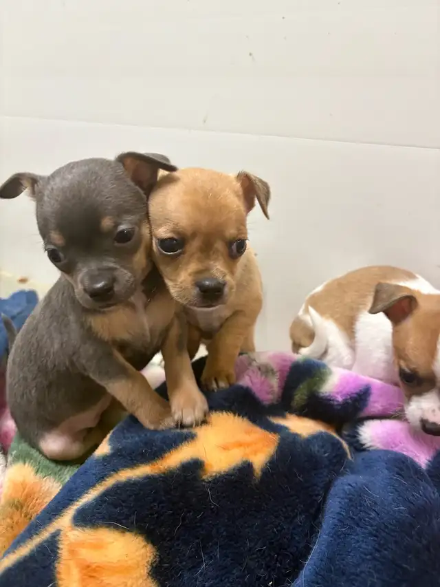 Chihuahua puppies
