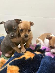 Chihuahua puppies