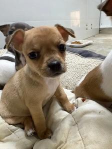 Chihuahua puppies - Photo 2