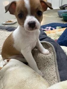 Chihuahua puppies - Photo 3