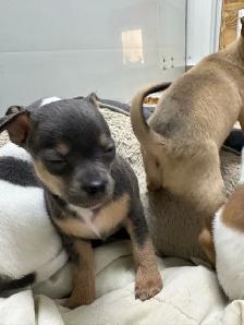 Chihuahua puppies - Photo 4