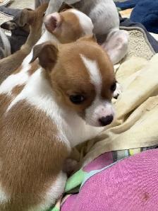 Chihuahua puppies - Photo 5