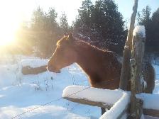 Horse Hearse: Deceased Equine Removal (Deadstock)