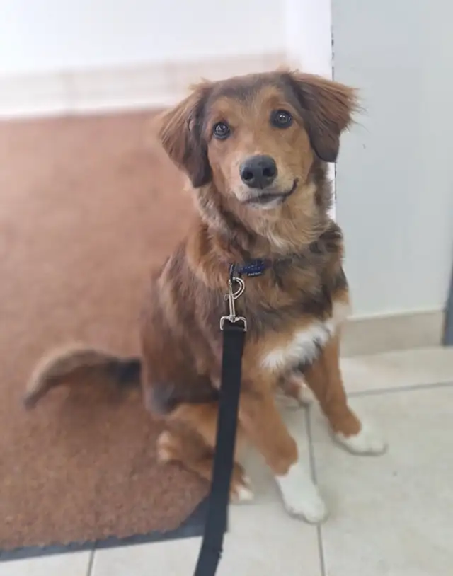 Border Collie Mix puppy