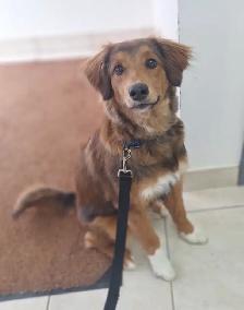 Border Collie Mix puppy