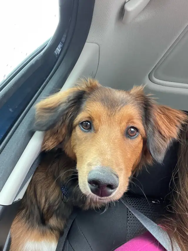 Border Collie Mix puppy - Photo 2
