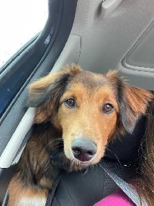 Border Collie Mix puppy - Photo 2