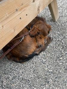 Border Collie Mix puppy - Photo 3