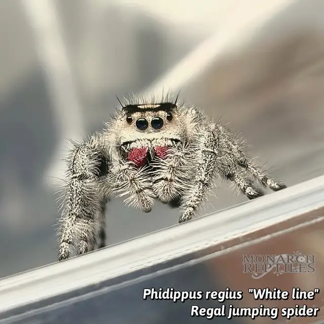 JUMPING SPIDER / PHIDIPPUS CB