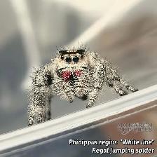 JUMPING SPIDER / PHIDIPPUS CB