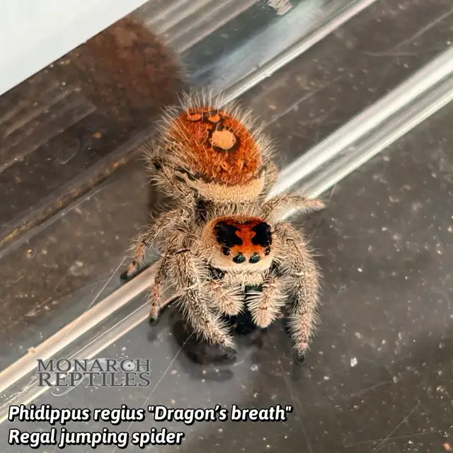 JUMPING SPIDER / PHIDIPPUS CB - Photo 2
