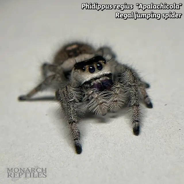 JUMPING SPIDER / PHIDIPPUS CB - Photo 3