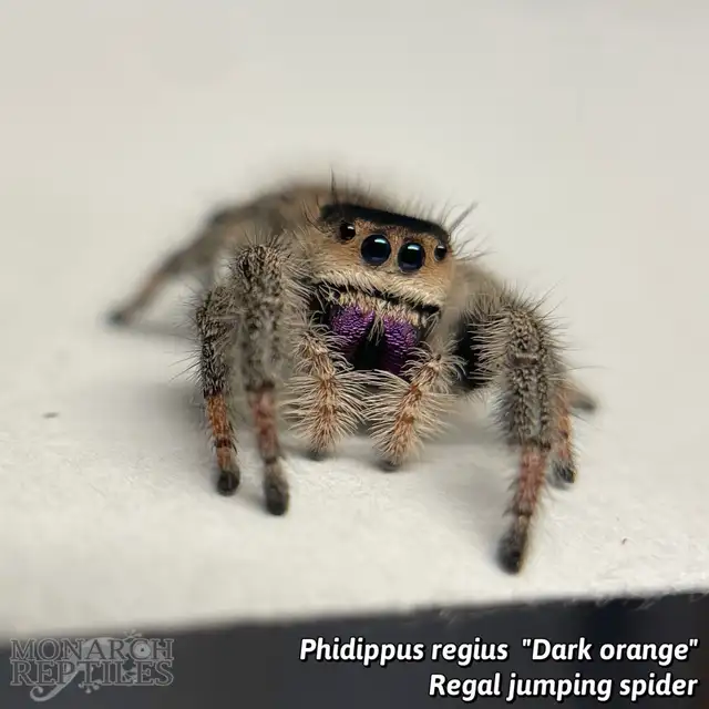 JUMPING SPIDER / PHIDIPPUS CB - Photo 4