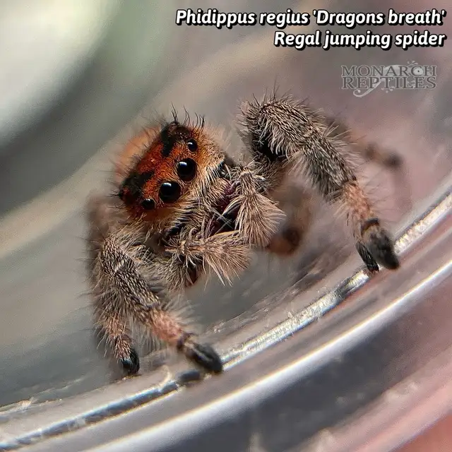 JUMPING SPIDER / PHIDIPPUS CB - Photo 8