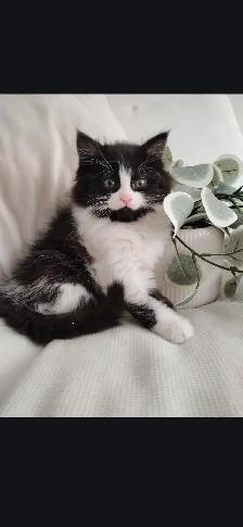 Chaton Siberien hypoallergenique - Photo 3