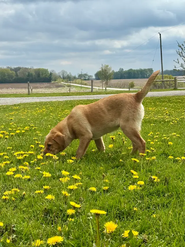 labrador puppy