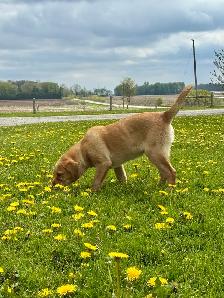 labrador puppy