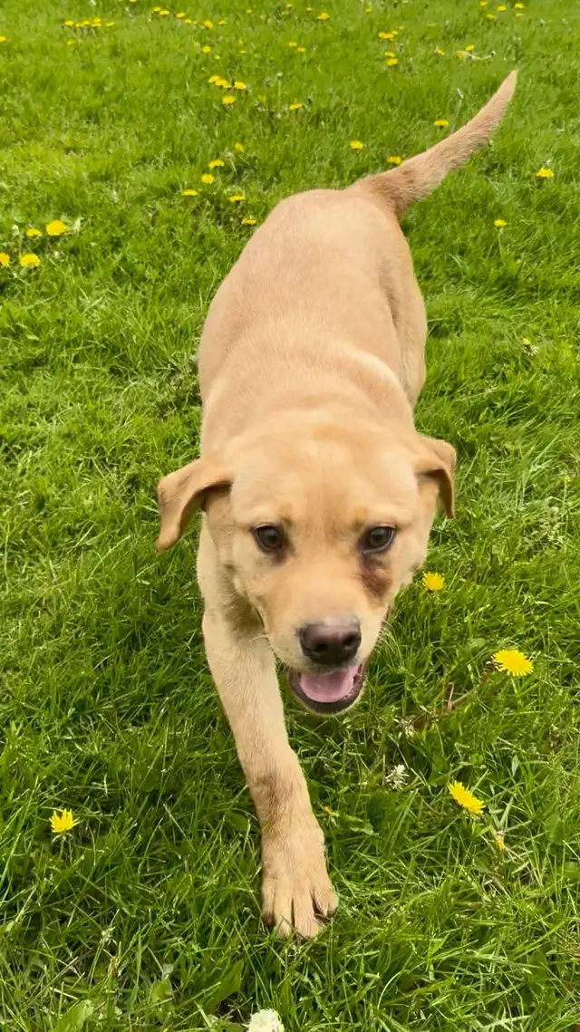 labrador puppy - Photo 2