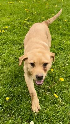 labrador puppy - Photo 2