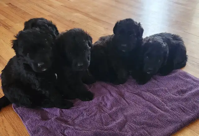 Purebred Bouvier des Flandres, CKC Registered