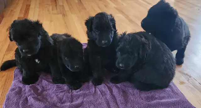 Purebred Bouvier des Flandres, CKC Registered - Photo 2