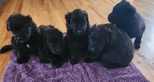 Purebred Bouvier des Flandres, CKC Registered - Photo 2