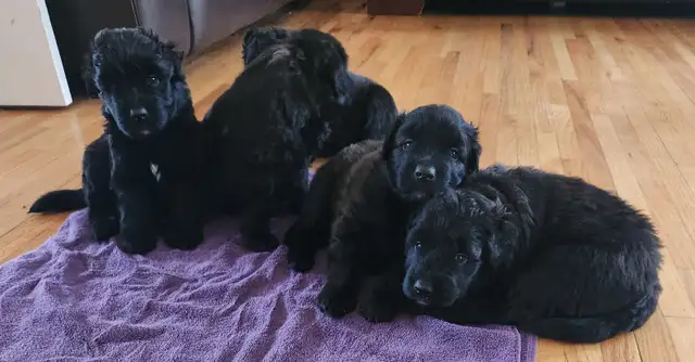 Purebred Bouvier des Flandres, CKC Registered - Photo 3