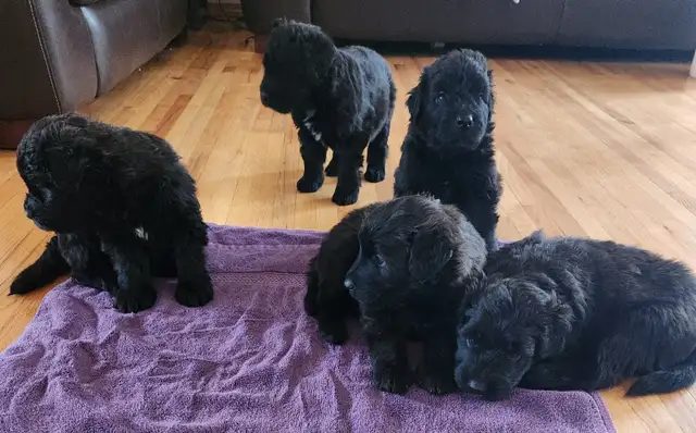 Purebred Bouvier des Flandres, CKC Registered - Photo 4