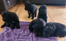 Purebred Bouvier des Flandres, CKC Registered - Photo 4