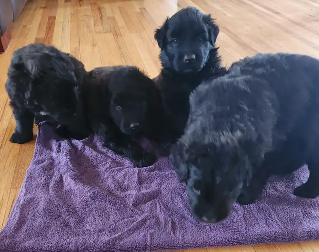 Purebred Bouvier des Flandres, CKC Registered - Photo 5