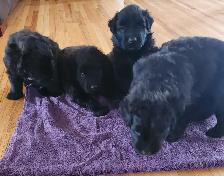 Purebred Bouvier des Flandres, CKC Registered - Photo 5