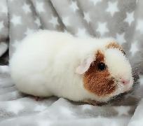 cochon d'inde teddy caramel et blanc