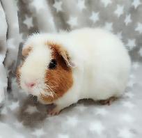 cochon d'inde teddy caramel et blanc - Photo 2