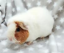 cochon d'inde teddy caramel et blanc - Photo 5